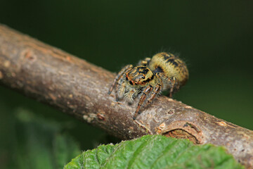 little jumping spider macro photo
