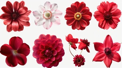 Collection of various red-flowered design element flowers, isolated on a transparent background. PNG