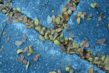 Dry leaves that fall on the floor line or road