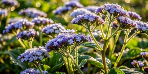 Fototapeta premium Softly illuminated heliotrope blooms blanket the landscape, delicate petals glistening with morning dew, stretching infinitely towards the horizon in serene natural beauty.