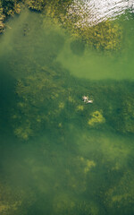 Top view of the clear lake with the underwater vegetation and two people swimming