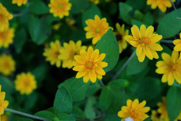 the shadows of plants cast on the walls by the afternoon sun by the afternoon sun
