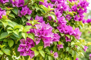 Vibrant purple bougainvillea flowers cascade down a lush green tropical bush, its thorny vines twirling upward, against a clean white background, showcasing its beauty.