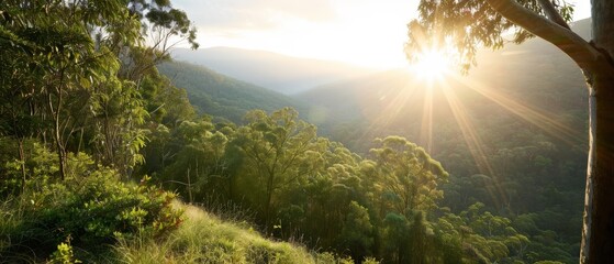  The sun shining brightly, trees framed, in forested mountainside