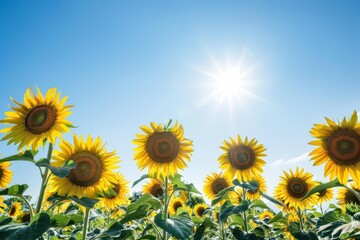 Obraz premium A field of sunflowers facing the sun, their bright yellow heads creating a sea of gold under a clear blue sky.
