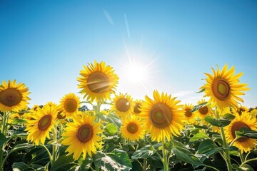 Fototapeta premium A field of sunflowers facing the sun, their bright yellow heads creating a sea of gold under a clear blue sky.