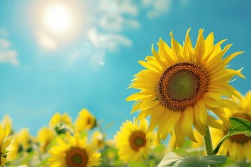 Obraz premium A field of sunflowers facing the sun, their bright yellow heads creating a sea of gold under a clear blue sky.