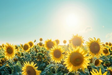 Obraz premium A field of sunflowers facing the sun, their bright yellow heads creating a sea of gold under a clear blue sky.