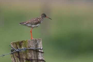 Tringa totanus - Redshank - Chevalier gambette