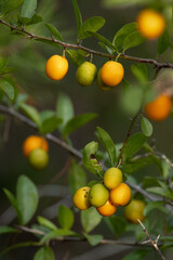Fruit growing on Florida's native hog plum (Ximenia americana)