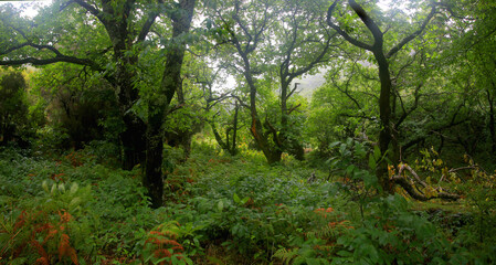 Obraz premium Lorbeerwald Los Tilos auf der Insel La Palma, Kanarische Insel, Spanien, Europa, Panorama 