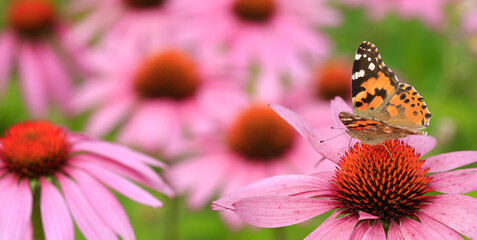 Distelfalter (Vanessa cardui) Schmetterling auf Echinacea Blüte, Panorama 