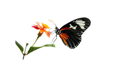  A delicate butterfly landing on a flower_Transparent background PNG