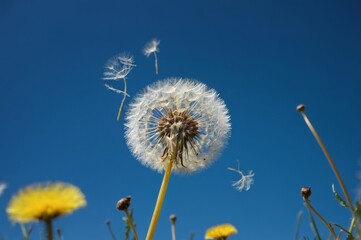 Obraz premium Dandelion seeds drifting in the wind against blue sky