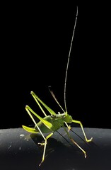 Insekten, grüner Grashüpfer, Nahaufnahme einer grünen Heuschrecke 
