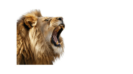 A majestic lion roaring_Transparent background PNG