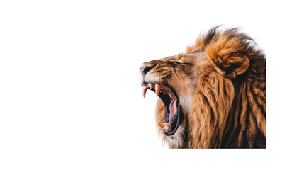A majestic lion roaring_Transparent background PNG
