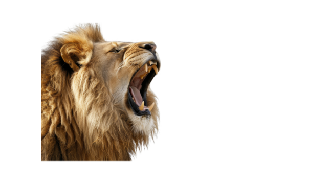 A majestic lion roaring_Transparent background PNG