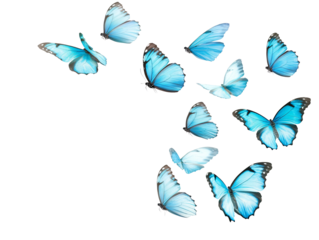 a group of blue butterflies