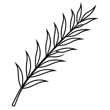 recommend clip art: Cypress leaves on one twig make line art vector