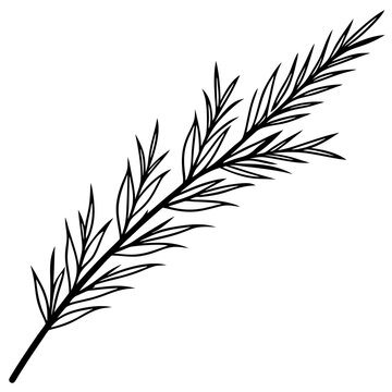 recommend clip art: Cypress leaves on one twig make line art vector