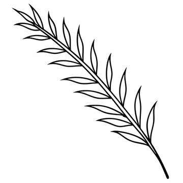 recommend clip art: Cypress leaves on one twig make line art vector