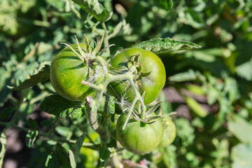 Unripe green tomatoes on the stem top on a field