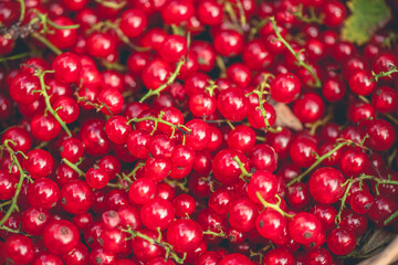 a lot of red currants, natural berry background, harvesting, agriculture