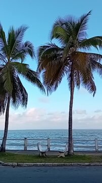 Vertical video palm trees waterfront bench no people