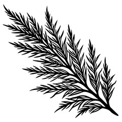 Cypress black leaves on one twig make art vector