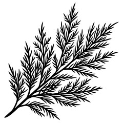 Cypress black leaves on one twig make art vector