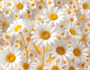 Fototapeta premium Close-up of cheerful white daisies blooming in a sunny meadow