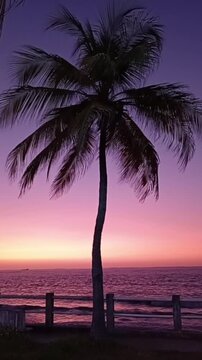 Vertical video palm tree waving sunset waterfront