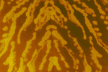 Scarf Animal Print. Memphis Watercolor. Brown