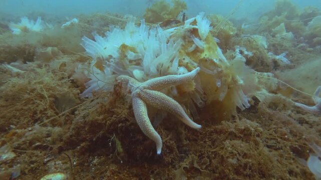 Time lapse, Sea Star eats ascidian colony on seabed covered with algae, Spiny Starfish (Marthasterias glacialis) and Transparent sea squirt (Ciona intestinalis, Ascidia intestinalis)