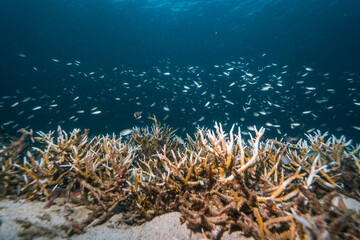 Healthy or not coral reef with fish bleaching coral white coral reef 