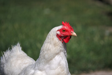 Detail of the white Barnevelder Dutch chicken breed