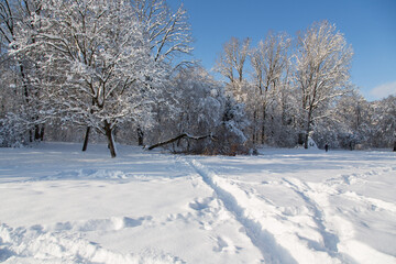 Onset of winter in the English Garden in Munich, Bavaria, Germany: Beautiful landscape with snowy trees and one tree broken by the weight of the wet fresh-fallen snow.