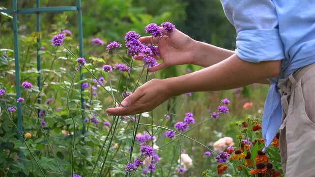 Close up of helenium sneezeweed and verbena bonariensis flowers blooming in summer garden. Gardener woman enjoying blossom touching it