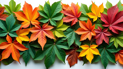 Beautiful Collection of Various Plant Leaves - Diverse Greenery, Leaf Types, and Natural Botanical Elements