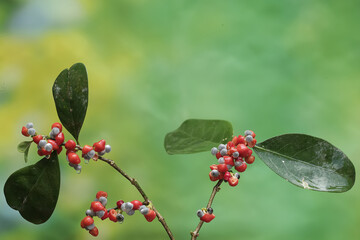 A mochi tree branch covered with ripe fruit. This plant has the scientific name Ilex integra.