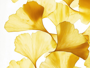 Naklejka premium Ginkgo Blätter