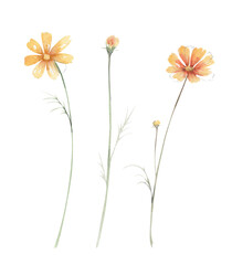 Watercolor set of wild orange cosmea flowers with buds and small leaves. Template isolated on white