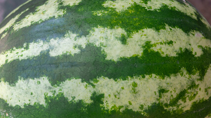 Green striped watermelon rind close-up