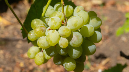 Bunch of white grapes in sunlight among green leaves close-up