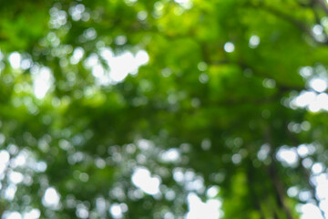 Abstract blurred bokeh sunl ightgreen tree forest sunny day ecology