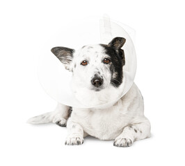 Dog in a veterinary plastic cone