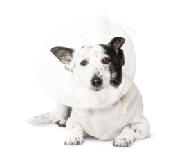 Dog in a veterinary plastic cone