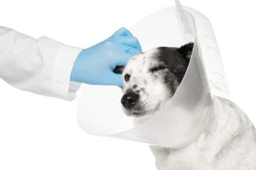 A veterinarian in gloves checks a dog's ears, a dog in a veterinary plastic cone