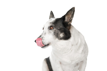 The dog looks to the side and licks itself, isolate